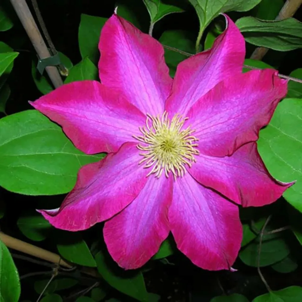 Clématite 'pink champagne' ('kakio') - clematis 3l