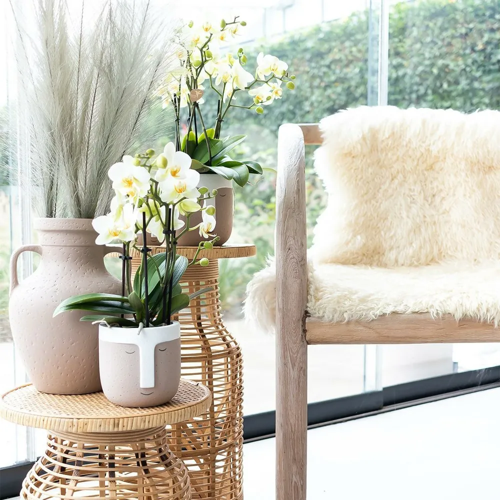 Orchidée blanche - ø9cm - plante d'intérieur 35cm - plante d'intérieur